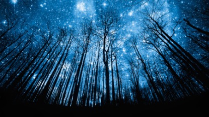 Tree Silhouette Against Starry Night Sky